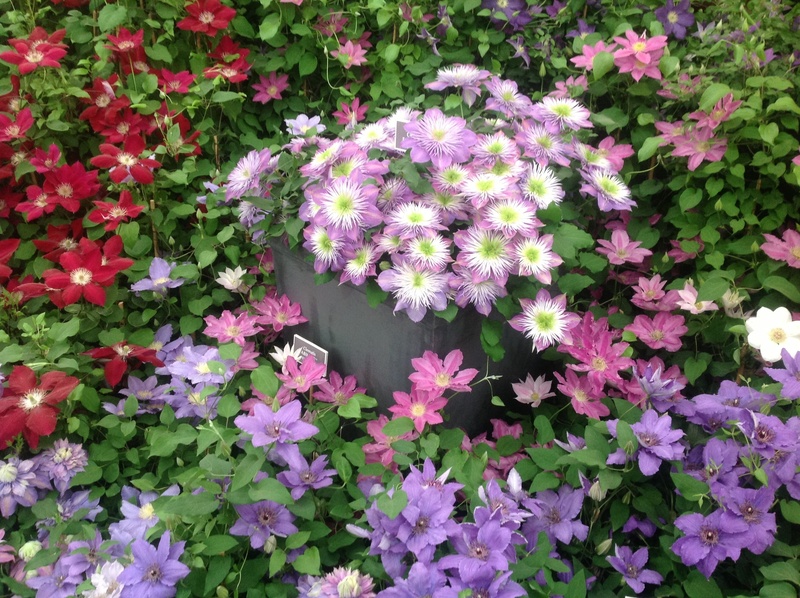 lawn care garden